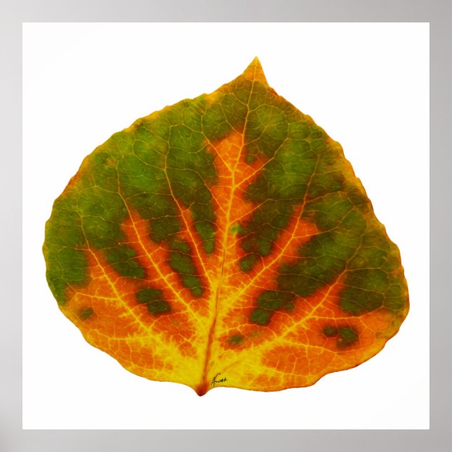 Green Orange & Yellow Aspen Leaf #1 Poster (Front)