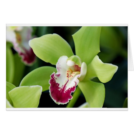 Green Orchid Cards (Front Horizontal)