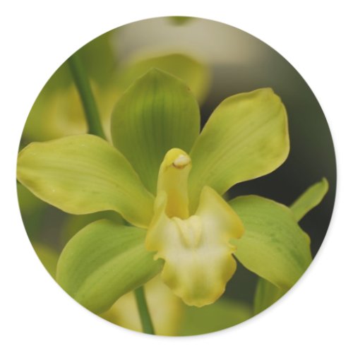 Green Orchid Classic Round Sticker
