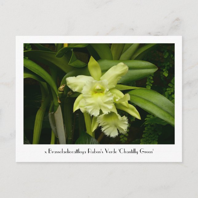 Green Orchids Collectible Postcard (Front)
