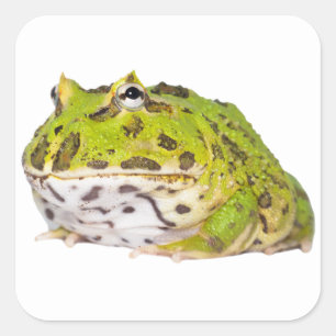 Green Pacman Frog Stickers