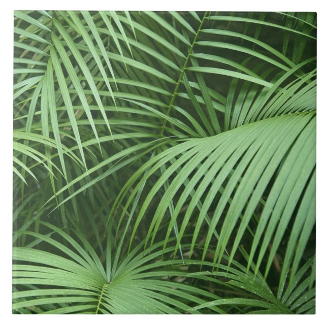 Green Palm Leaves Nature Botanical Themed Ceramic Tile (Front)