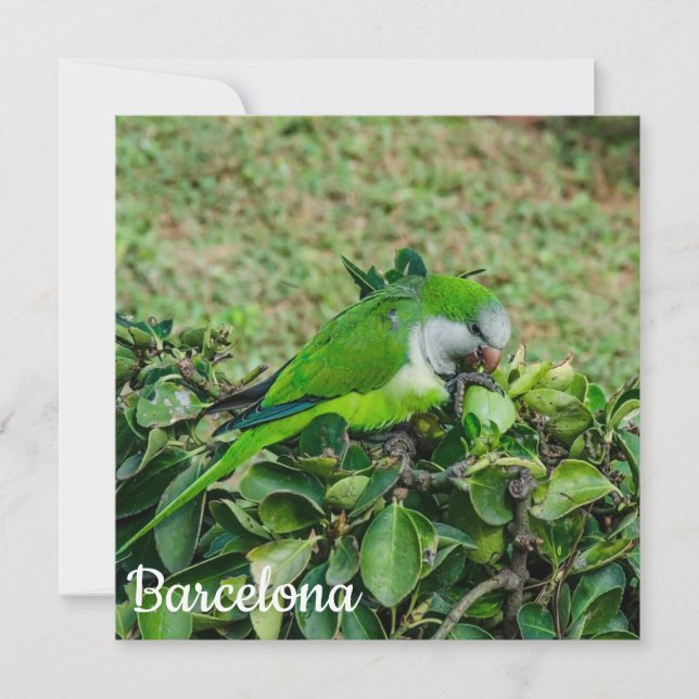 Green parrot (Front)