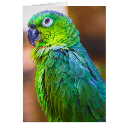 Green Parrot Cards (Front)