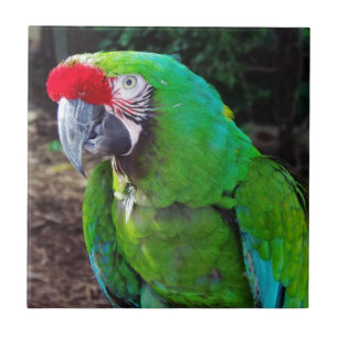 Green Parrot Ceramic Tile