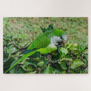 Green parrot jigsaw puzzle