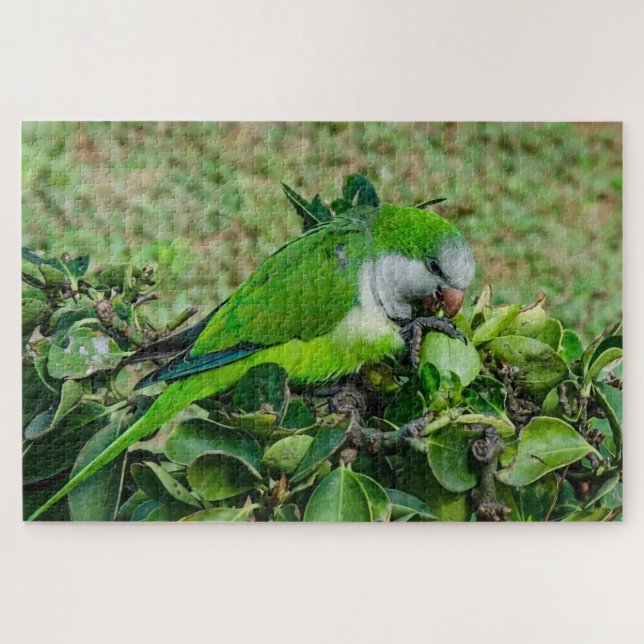 Green parrot jigsaw puzzle (Horizontal)
