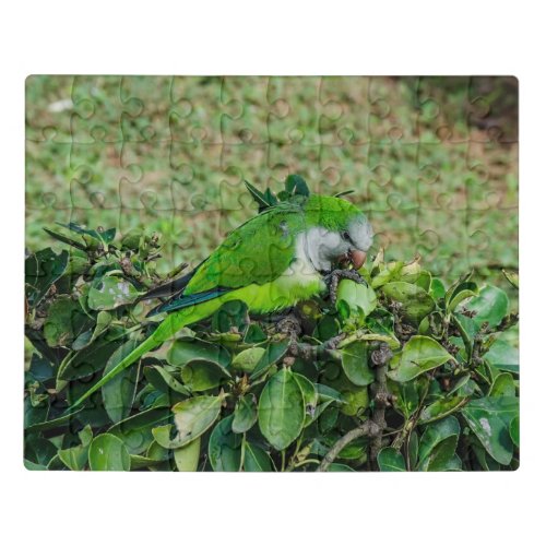 Green parrot jigsaw puzzle
