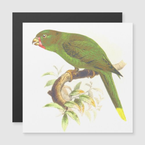 Green Parrot_Like Bird Perched on a Tree Branch Magnetic Invitation