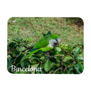 Green parrot magnet