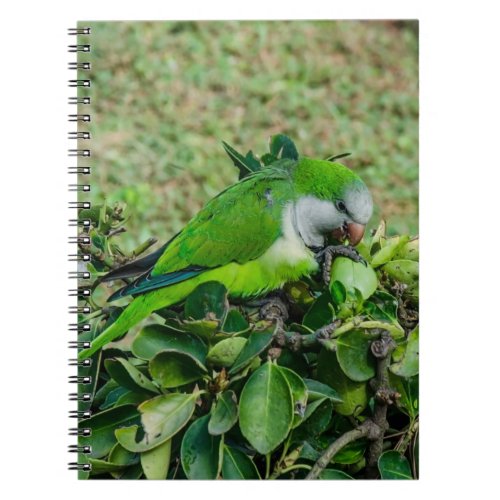 Green parrot notebook