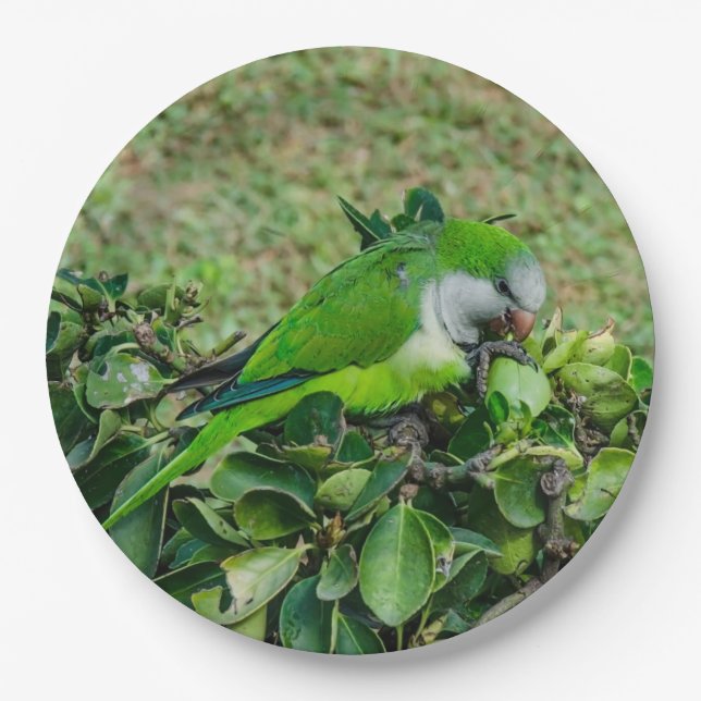 Green parrot paper plates (Front)
