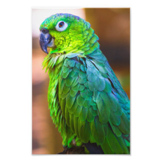 Green Parrot Photo Print