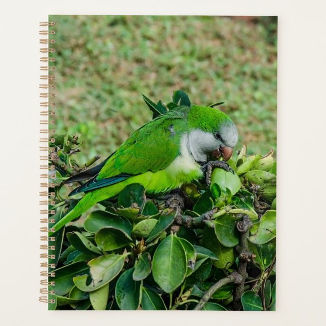 Green parrot planner (Front)