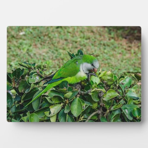 Green parrot plaque