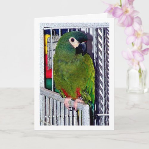 Green Parrot Portrait Card