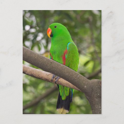 Green Parrot Portrait Postcard