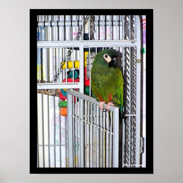 Green Parrot Portrait Poster (Front)
