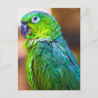 Green Parrot Postcard