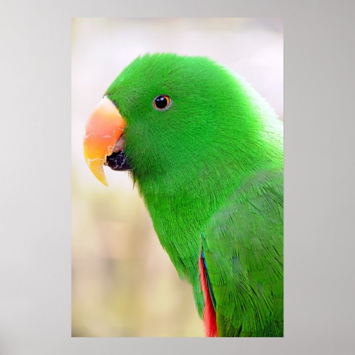 Green Parrot Poster