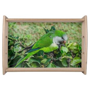 Green parrot serving tray