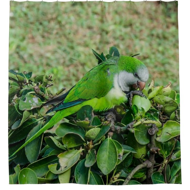 Green parrot shower curtain (Front)