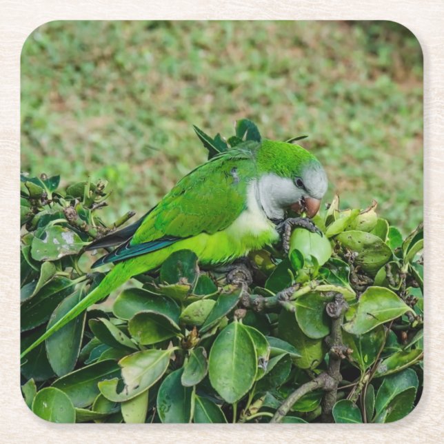 Green parrot square paper coaster (Front)