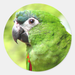 Green Parrot Sticker 2