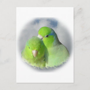 Green parrotlet pair postcard