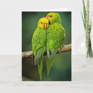 Green Parrots Love Birds Photography Card
