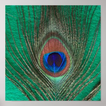 Green Peacock Feather Poster by BuzBuzBuz at Zazzle