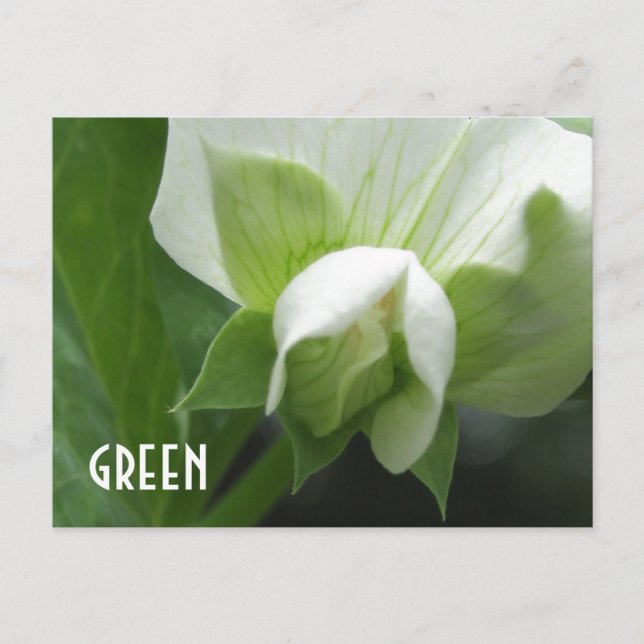 GREEN peas Pea Blossom custom template postcard (Front)