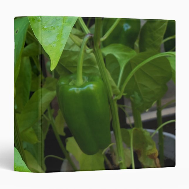Green Peppers 3 Ring Binder (Front/Spine)