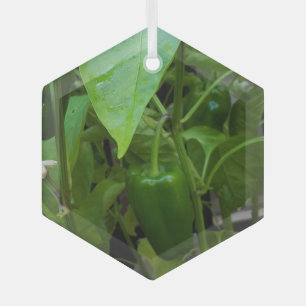 Green Peppers Glass Ornament
