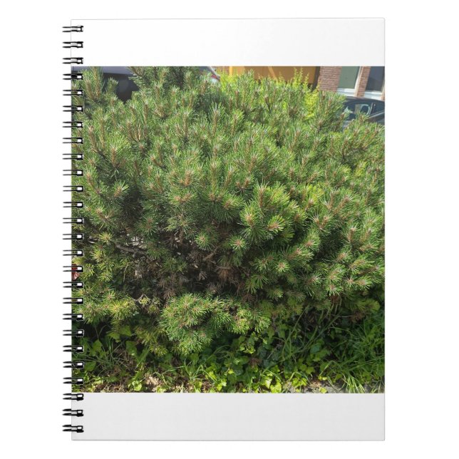 Green Pine Bush Nature Notebook (Front)