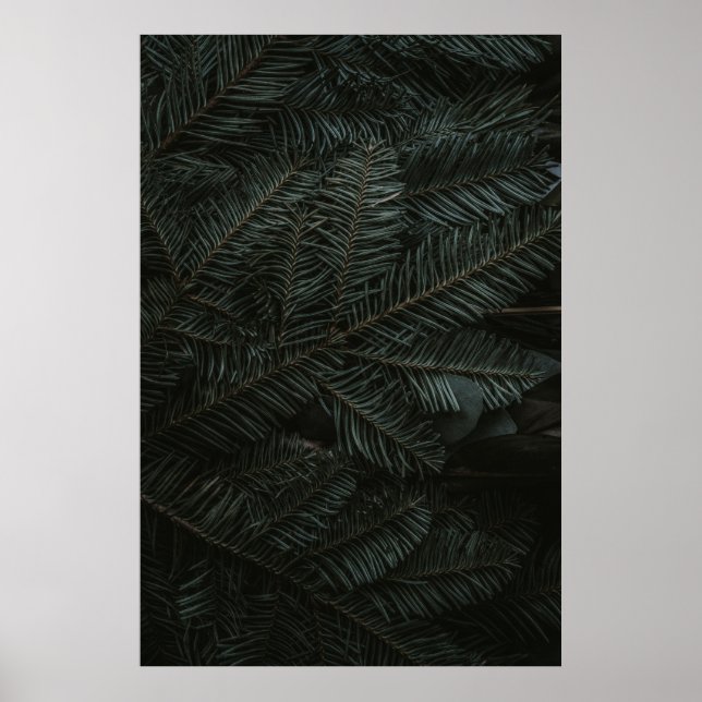 Green pine tree leaves poster (Front)