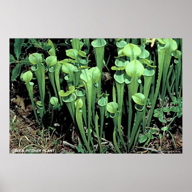 Green Pitcher Plant Poster (Front)