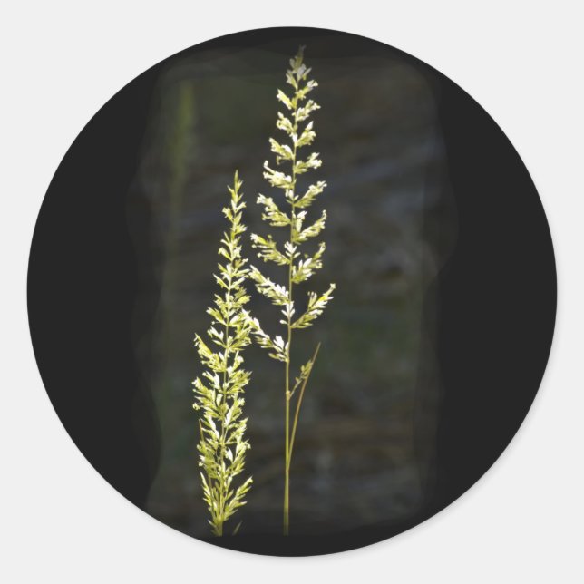 Green Plant Classic Round Sticker (Front)