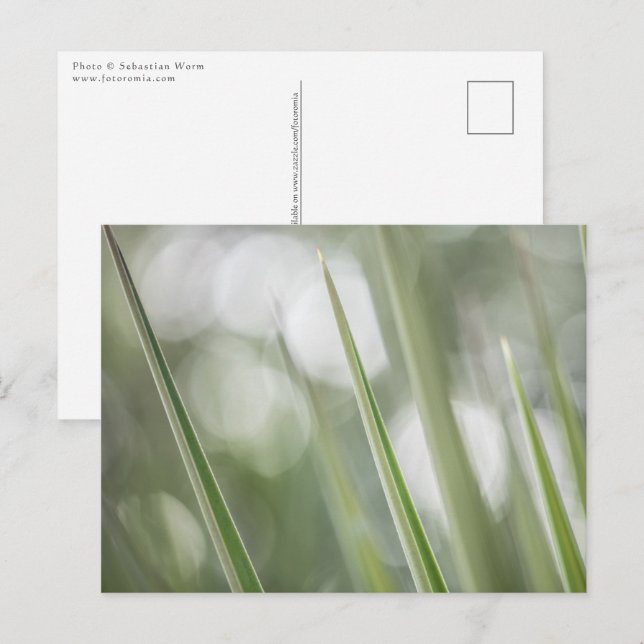 Green Plant Nature Photo Postcard (Front/Back)