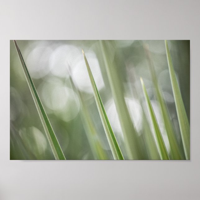 Green Plant Nature Photo Poster (Front)