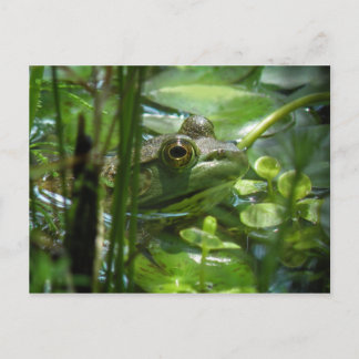 Green Pond Frog Postcard