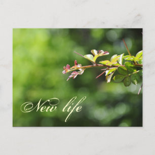 Green postcards