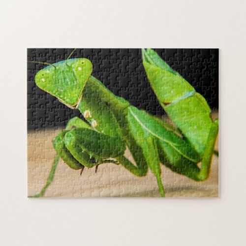 Green Praying Mantis Close_up Photo Puzzle