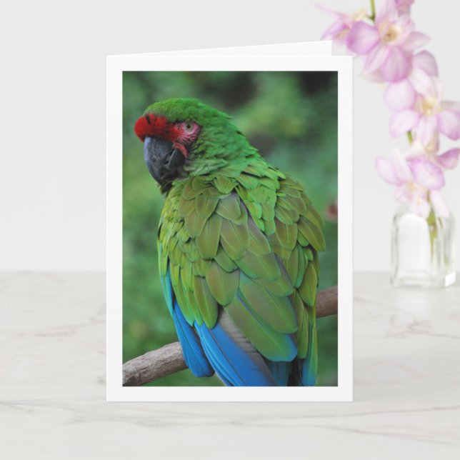 Green Red and Blue Parrot Card (Orchid)