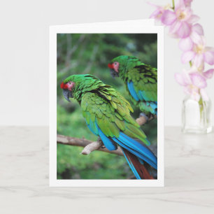 Green Red and Blue Parrots Card