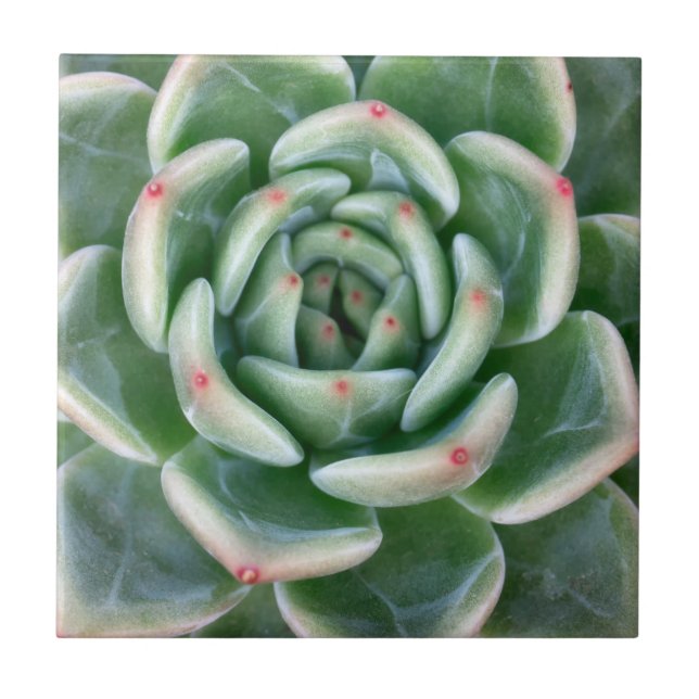 Green Red Tipped Succulent Ceramic Tile (Front)