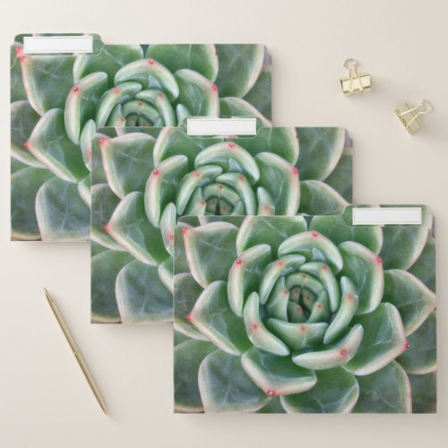 Green Red Tipped Succulent File Folder