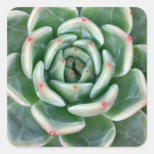 Green Red Tipped Succulent Square Sticker