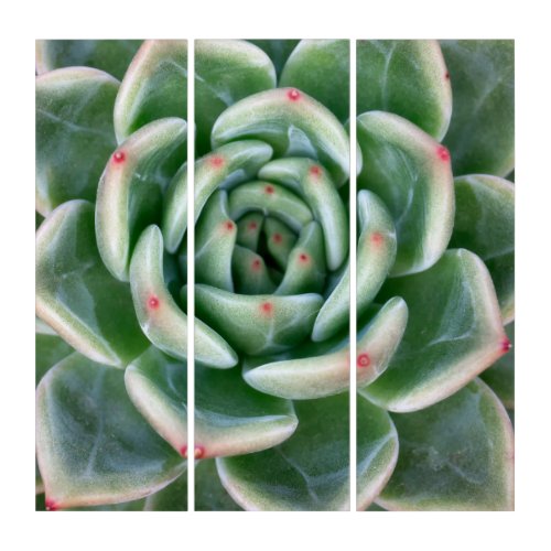 Green Red Tipped Succulent Triptych
