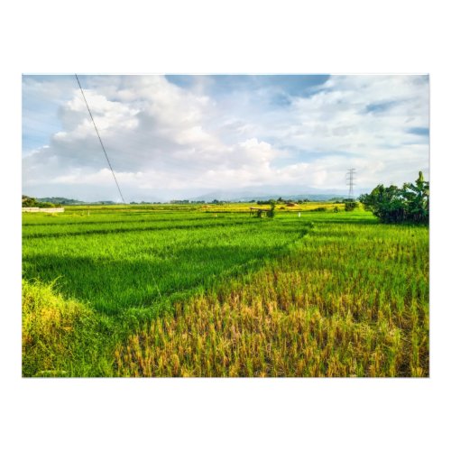 Green Rice Field Farm Photo Print